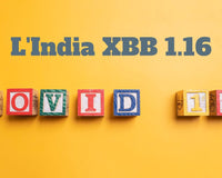 XBB1.16